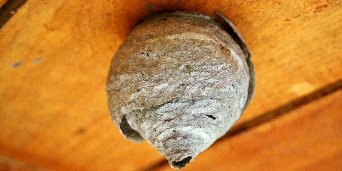 Hygienic Solutions Pest Control