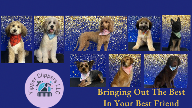 Header image for Yipper Clippers LLC